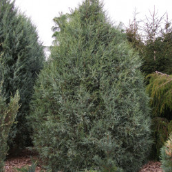 Juniperus20scopulorum20Springbank78a048c7087b5aca.jpg