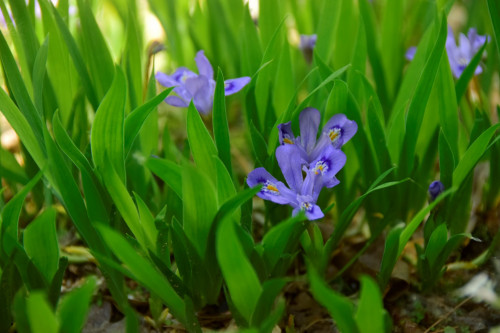 Iris lacustris (3)