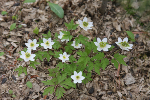 Anemone_nem_Green_Fingers_17_0132b8c81fb2a6fe72.jpg