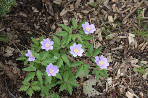 Anemone_nem_Robinsoniana_17_049f205d849729b81978b80c395bcc8d4f.jpg