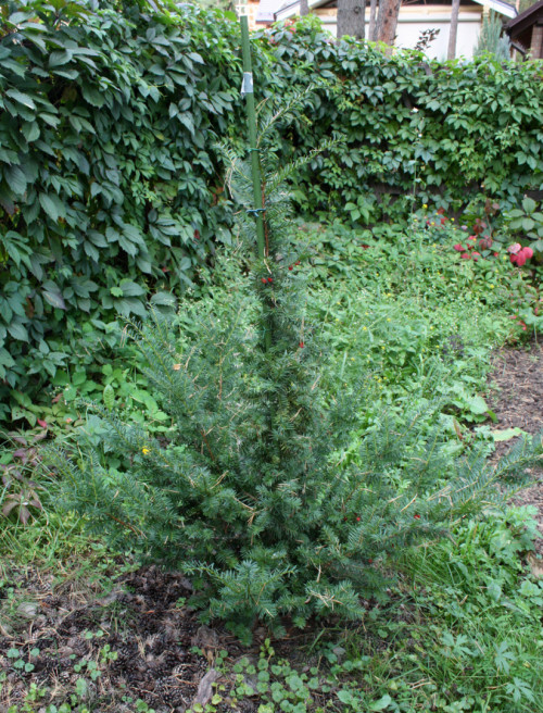 taxus baccata 19 05