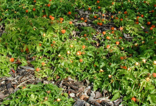 Rubus xanthocarpus habitus