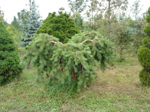 Pinus sylvestris Mitsch Weeping 1 800