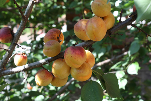 Prunus armeniaca 19 04