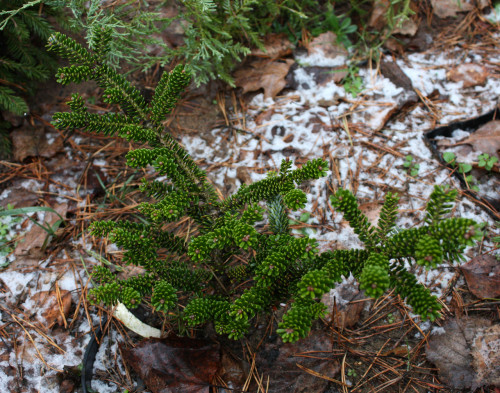 Abies koreana Oberon 19 05