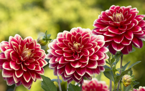 Flowers-garden-dahlias-red-white-petals_2880x1800e9a35f8e4f7f5d2e.jpg