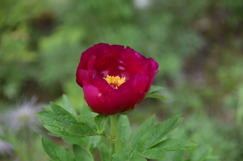 Paeonia-Puchsia-Caddies_202082976d3a2e1bdc53.jpg