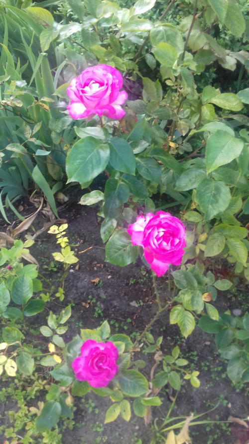 розы около бани