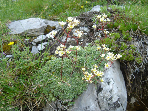 Saxifraga paniculata 1