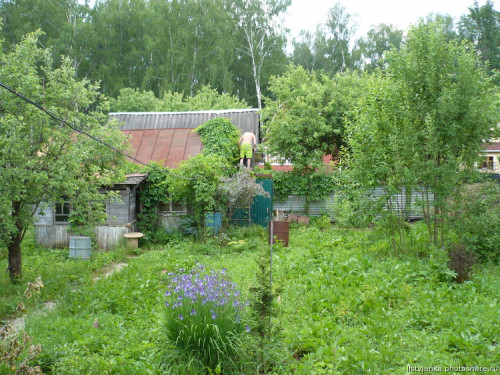 Ирис сибирский растёт с 2000 года, его не раз скашивали заодно с сорняками
