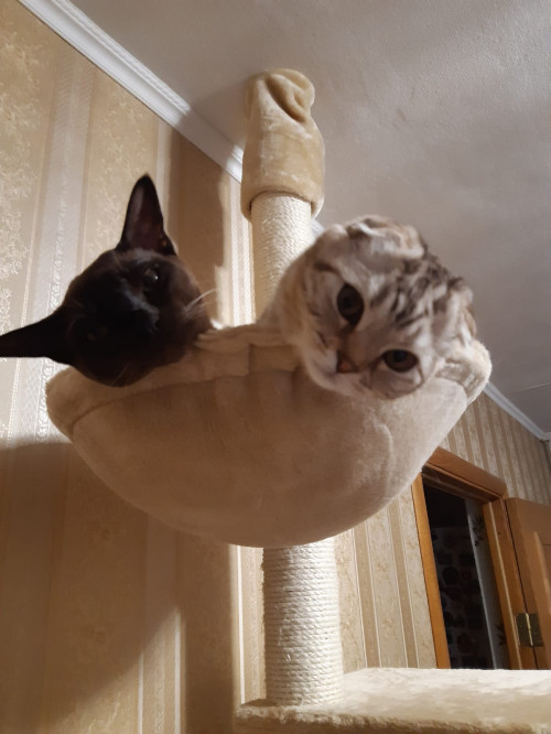 два котика
