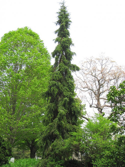 Picea omorika 'pendula' in Mount Auburn Cemetery