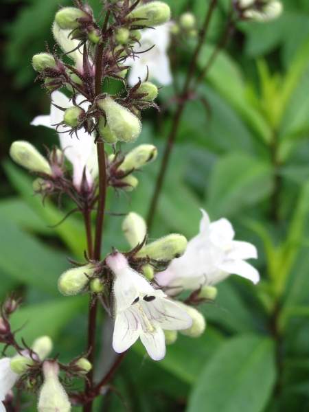 penstemon-Husker-Reda438a1787dc0ed03.jpg