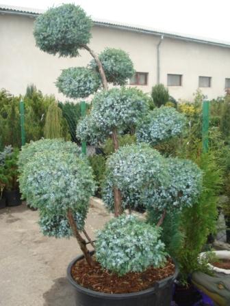 FirmCommodityImage_1_1246ca59fcb3f27f2637.jpg