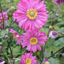 f_anemone_pamina61_6004ed7e7053350d29d.png