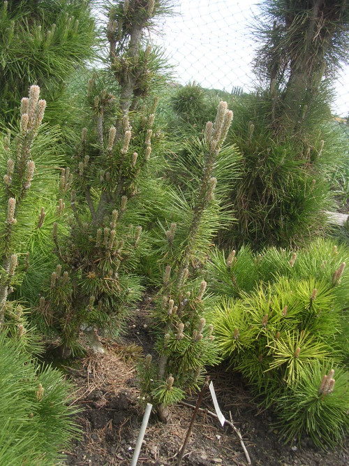 Pinus nigra Kometa