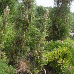 Pinus-nigra-Kometacca62119f79acf50