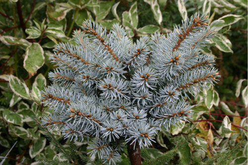 picea pungens hovanka 01 1448225384