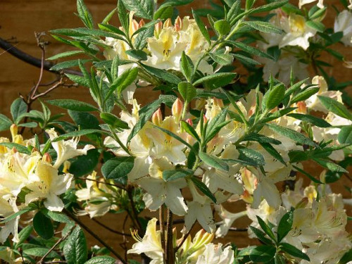 rhododendron_daviesiie96ab1237f14ffd3.jpg