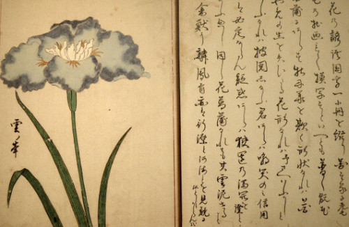 Japanese iris (drawn in 1853)