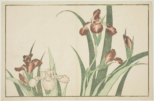 Katsushika Hokusai Iris, from The Picture Book of Realistic Paintings of Hokusai (Hokusai shashin ga