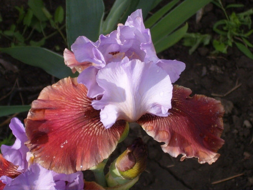 SS106536