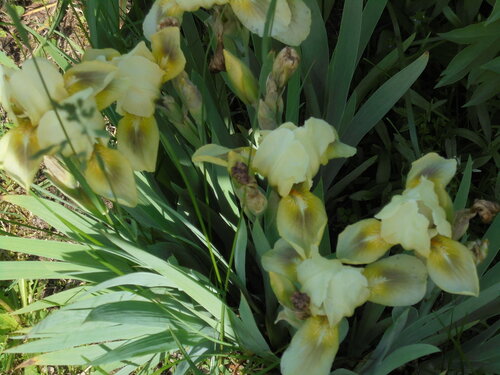 Iris-x-barbata-nana-Brighteyes-2e3e42c1037593655.jpg