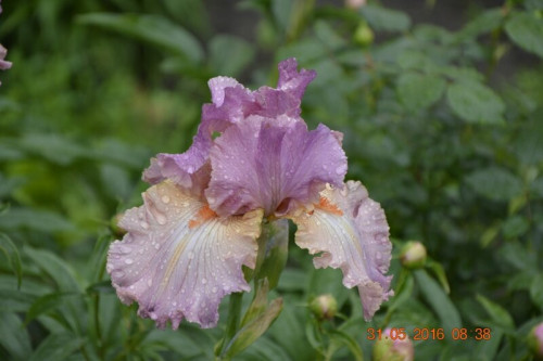  DSC0806