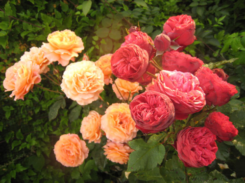 5000ddc32fbce559532e.png