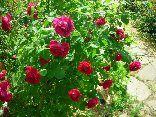 DSCN7527 изменение размера