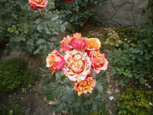 IZOBRAZENIE-219f7b31a581986eb1b.jpg