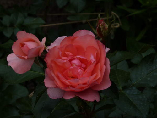 P1000551_NOVYI-RAZMER32d01d12b2cd8a45.jpg