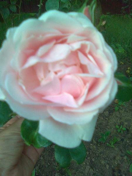 FOTO3030192fb4a93159bd2.jpg
