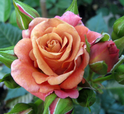 'Hot Chocolate'(SUNchoco)-Bred by Frank Bart Schuurman (New Zealand, 1999). Florists Rose