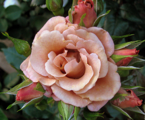 'Hot Chocolate'(SUNchoco)-Bred by Frank Bart Schuurman (New Zealand, 1999). Florists Rose