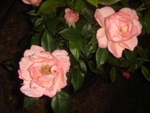 MOY-SONY-183ca5c59c41e5d1c.jpg