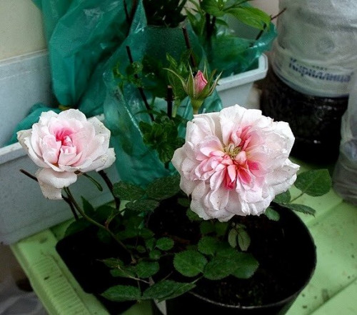DSCF0230