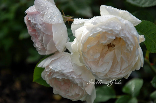 Gentle2520Hermione252C2520David2520Austinc0a8d6b3f5e47e9b.jpg